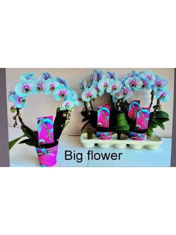 PHAL 2 ÁG FESTETT KÖR CIRMOS