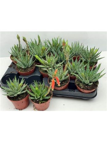 ALOE HUMILIS VIRÁGZÓ