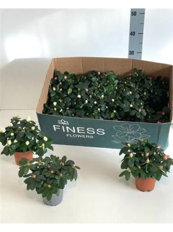 RHODO SI GEM MIDI*15