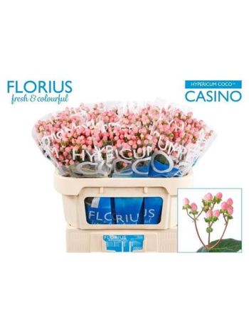 HYP COCO CASINO 70CM