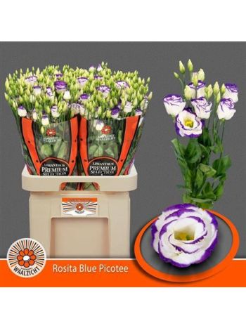 EUS G ROSI BLUE PICO