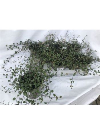 MUEHLENBECK COM MAOR