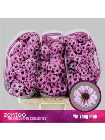 CHR SAN YIN YANG PINK