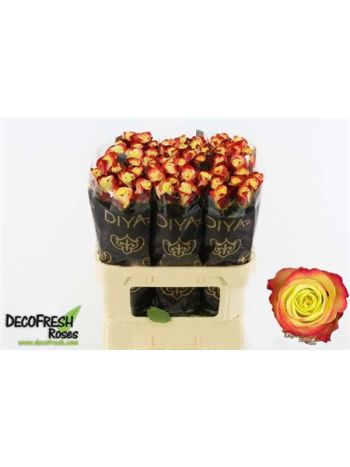 R GR EAGLE EYE+ 80CM