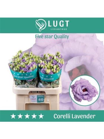 EUS G CORELLI LAVEND