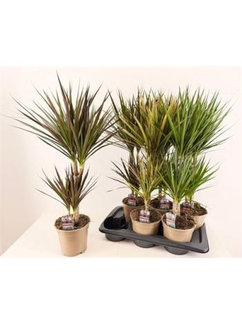 DRA MARG GEM 2 TÖRZSES 2 FÉLE