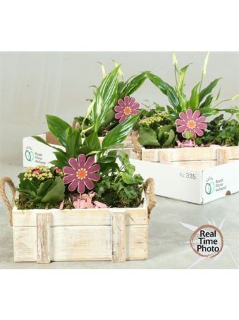 Ö. HED KAL SPAT FA LÁDA VIRÁG