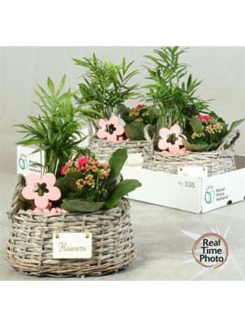 Ö. CHAM KAL FONOTT KOSÁR VIRÁG