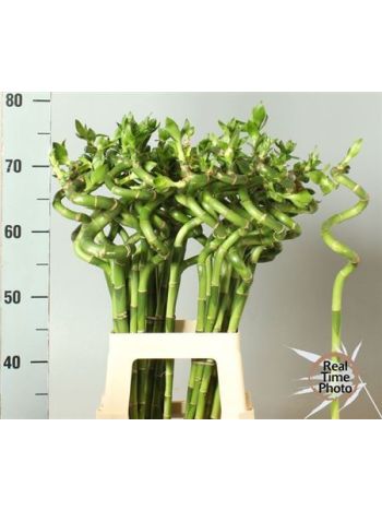 DRAC S LUCKY BAMBOO 70CM