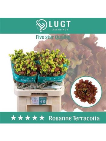 EUS G ROSAN TERRACOT