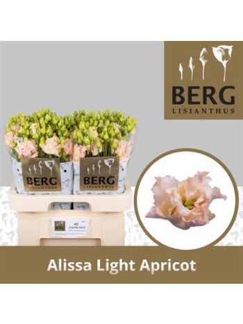 EUS G ALISSA L APRIC