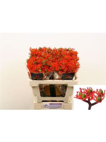 JATROPHA P FIRECRACK