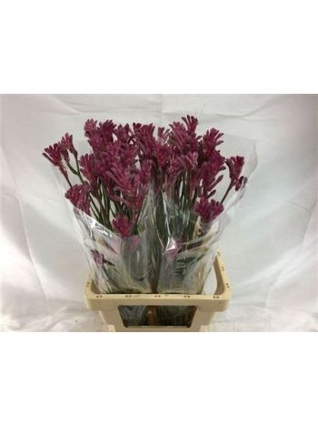 ANIGOZ MINI PEARL 70CM