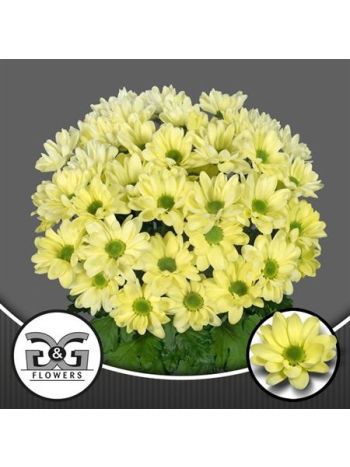 CHR T  KR. CHIC CREAM