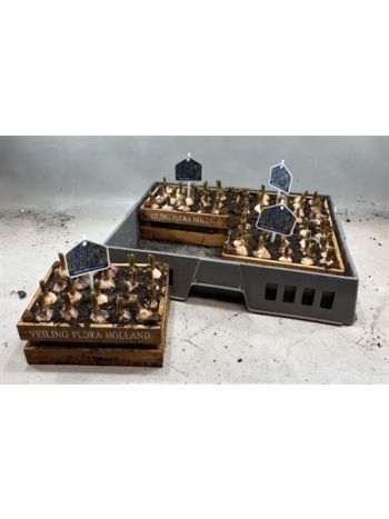 Ö. MUSC SZÖGLETES FA LÁDA