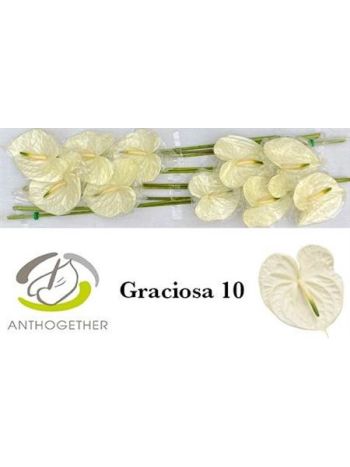 ANTH A GRACIOSA *12
