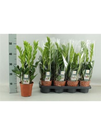 ZAMIOCULCAS ZAMIIFOL