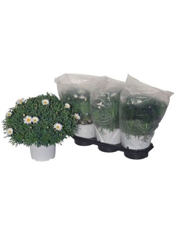 MARGARÉTA BOKOR FEHÉR