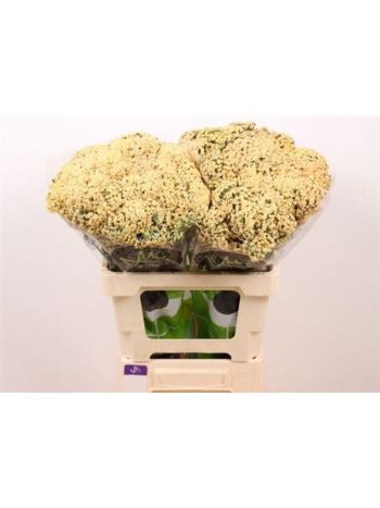 ACHIL NEONGL SAFFRON