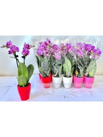 PHAL MINI PINK 2 ÁG KASPÓS