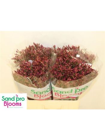 LIM SIN SCAR DIAMOND 60CM