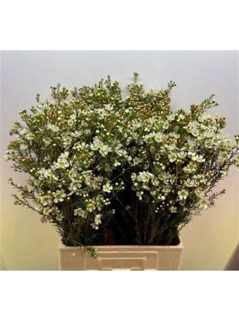 CHAME ME SIRIUS 70CM