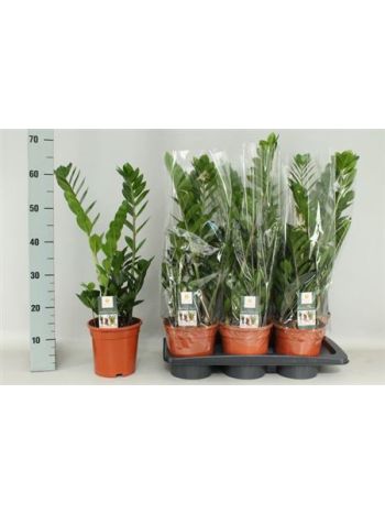 ZAMIOCULCAS ZAMIIFOL