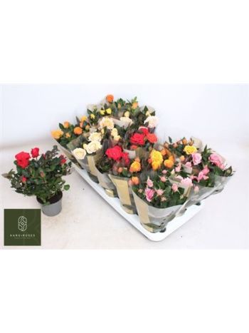 RO KORDAN GRANDE GEM *15