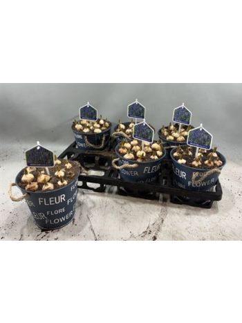 Ö. MUSCARI KÉK ZINK