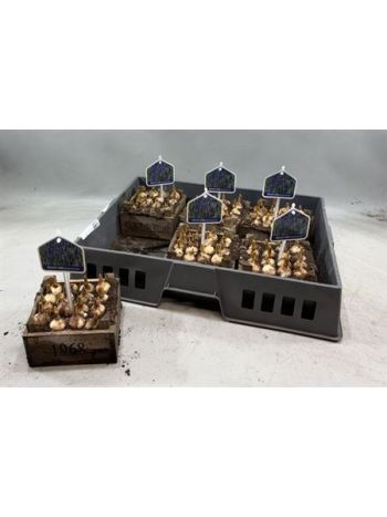 Ö. MUSCARI FA LÁDA