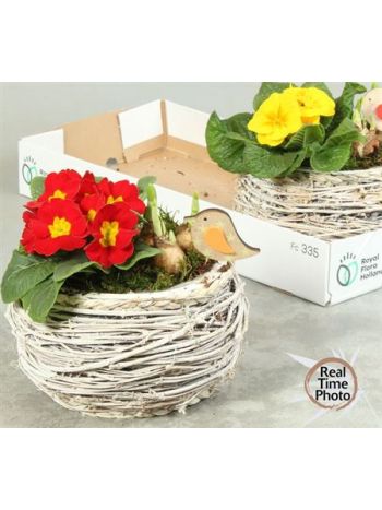 Ö. NARC PRIM FONOTT GÖMB