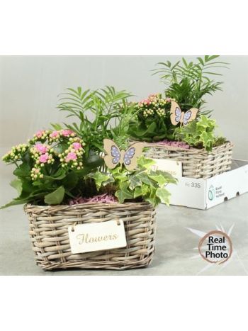 Ö. CHAM HED KAL SZÖGLETES KOSÁR