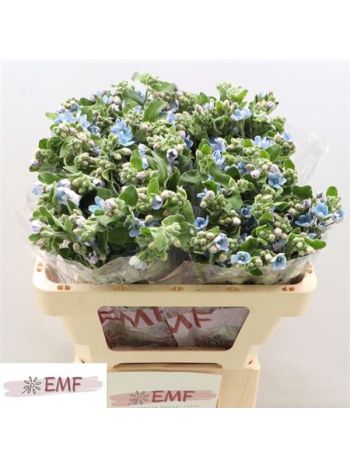 OXYPETAL TAN PUR BLU