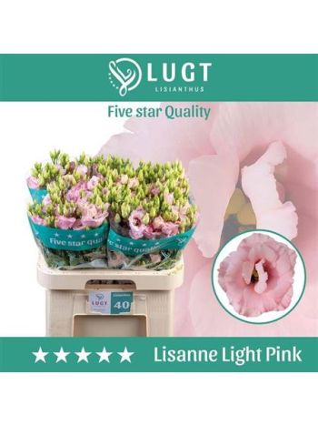 EUS G LISANNE L PINK