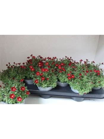 SAXIF AR TOUR DP RED