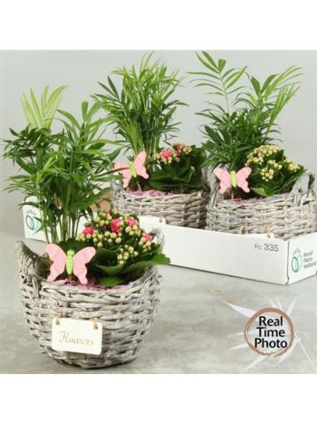 Ö. CHAM KAL FÜLES KOSÁR