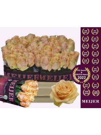 R GR5 PEARL AVALANCH+