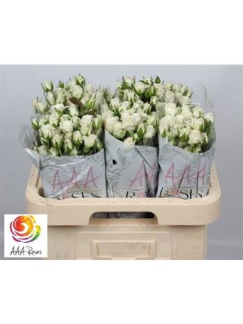 R TR WEDDING PARTY 60CM