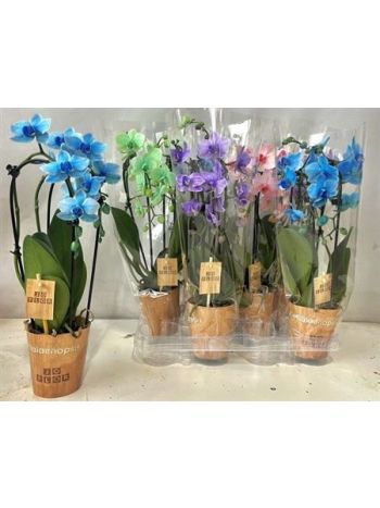 PHAL 2 ÁG CASCADE FESTETT