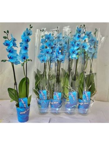 PHAL 2 ÁG FESTETT KÉK