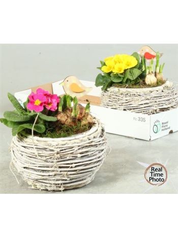 Ö. HAGYM PRIM FONOTT GÖMB