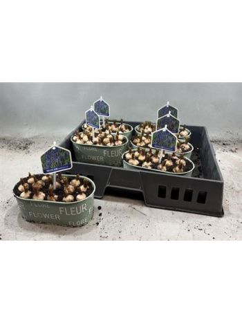 Ö. HYAC OVAL ZINK TÁL