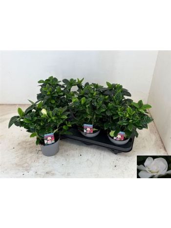 GARDENIA JASMINOIDES
