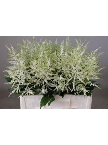 ASTIL JA WHASINGTHON