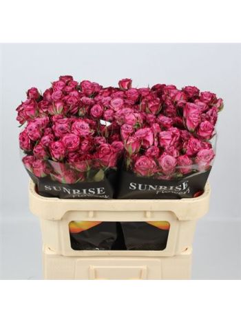 R TR PURPLE QUEEN 70CM