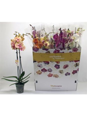 PHAL 2 ÁG PHALAENOVA DOBOZOS