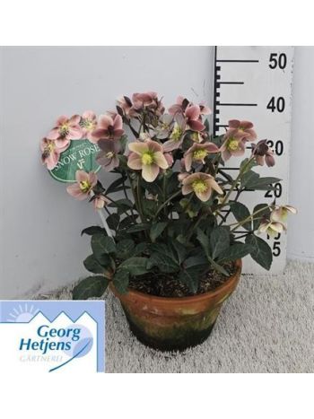 HELL ER HGC PINK FRO