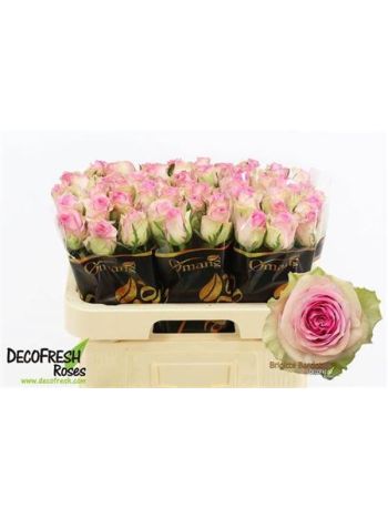 R GR BRIGITTE BARDOT 60CM