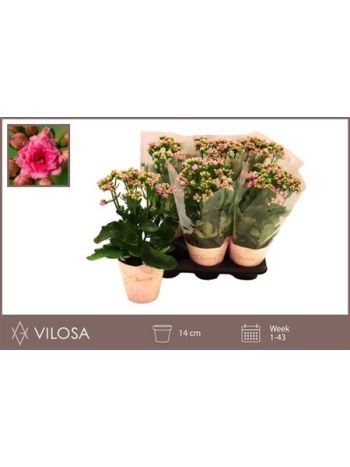 KAL GE RF GRACF PINK