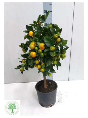 CITR FORTU KUMQUAT
